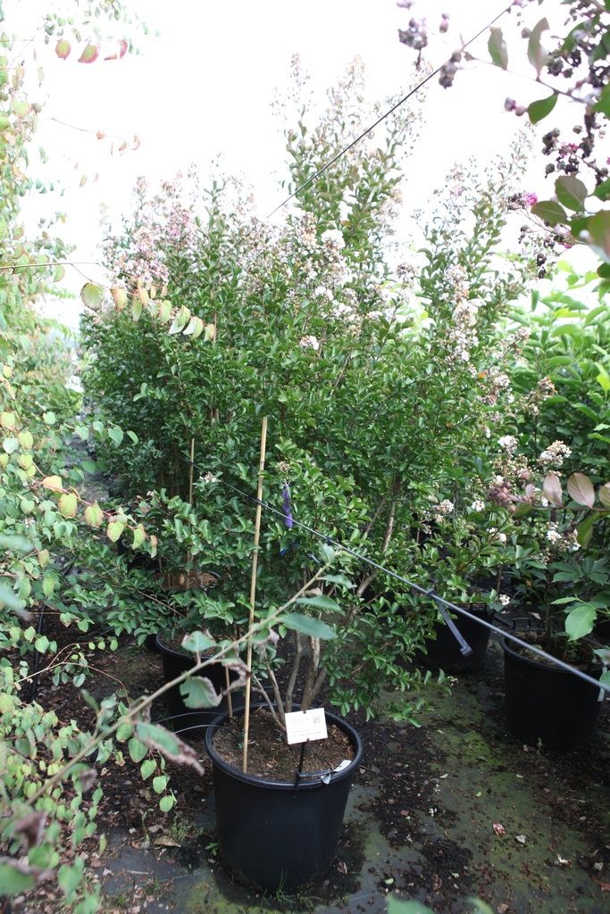 Lagerstroemia indica 'Neige d'été' cont. 70L 150-175 cm