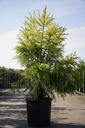 Cryptomeria japonica 'Sekkan Sugi' cont. 25L 125/+ cm