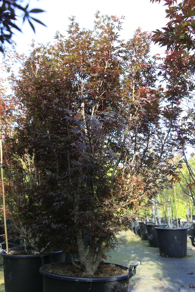[P] Acer palmatum 'Skeeter's Broom' cont. 70L 175/+ cm