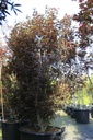 Acer palmatum 'Skeeter's Broom' cont. 70L 175/+ cm