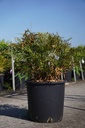 Mahonia eurybracteata 'Soft Caress' (PBR) cont. 25L 50-60 cm