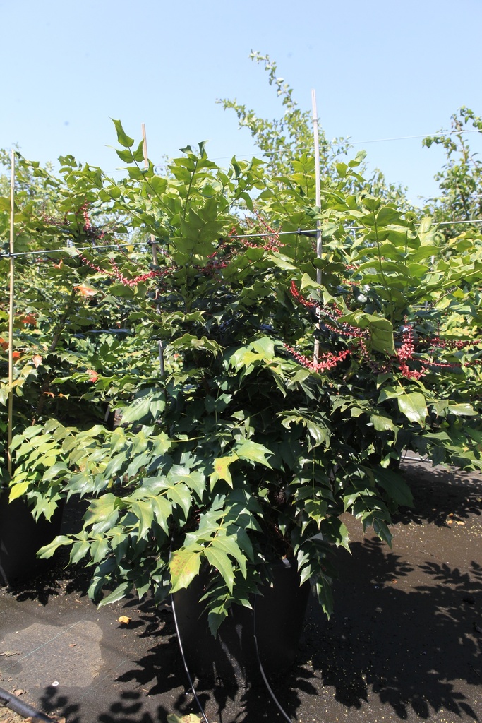 Mahonia japonica 'Hivernant' cont. 50L 100-125 cm