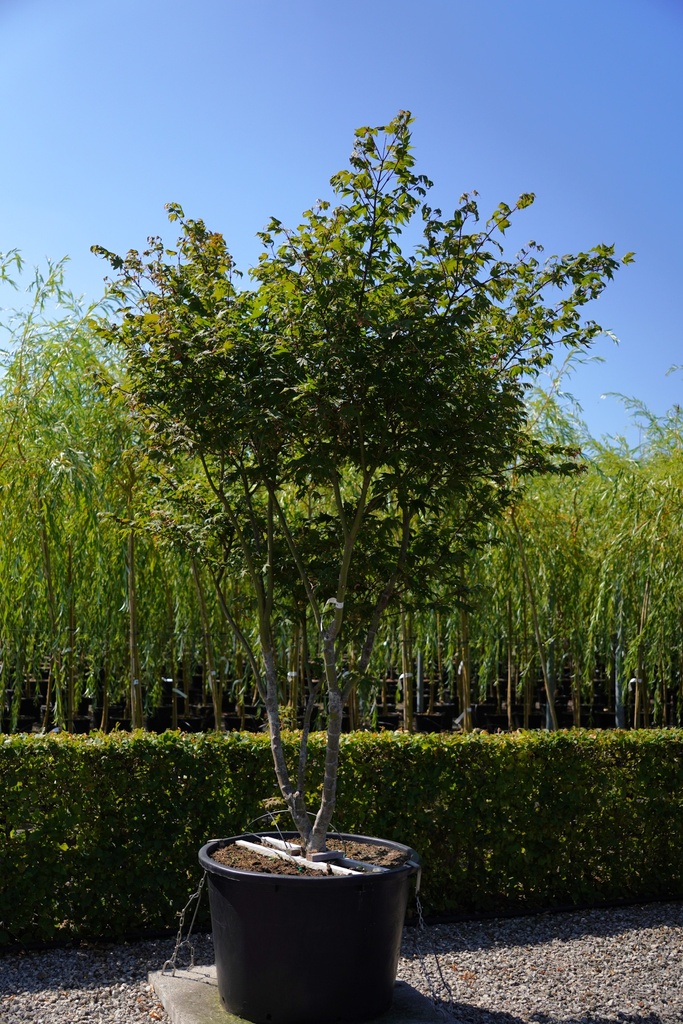 [P] Acer palmatum 'Osakazuki' cont. 230L 225-250 cm