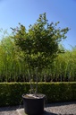 Acer palmatum 'Osakazuki' cont. 230L 225-250 cm