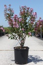 Lagerstroemia indica CAMAIEU D'ÉTÉ (PBR) cont. 18L 80-100 cm +ф