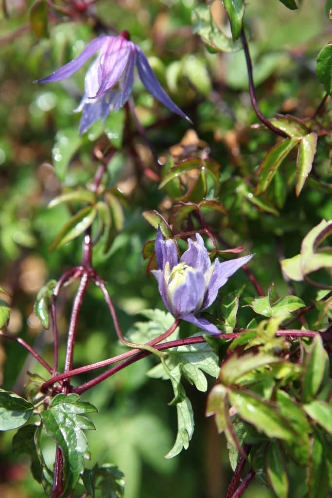 [P] Clematis alpina cont. 3L high 80-100 cm +p