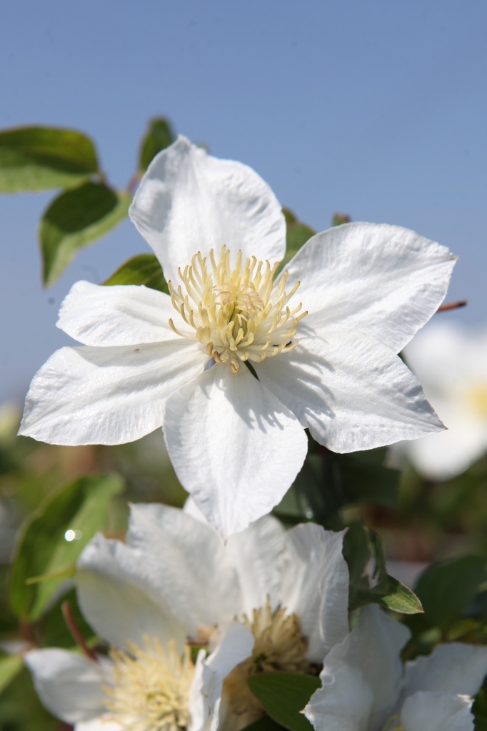 [P] Clematis MADAME BLANC (PBR) cont. 3L high 80-100 cm +p