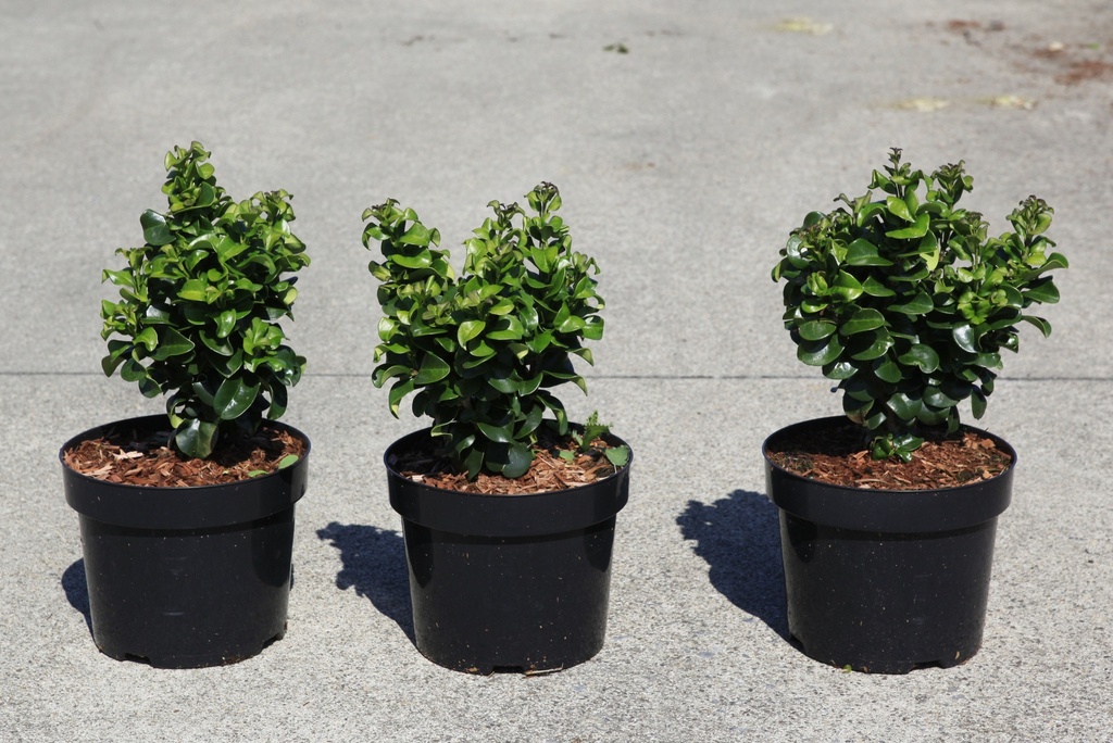 [P] Ligustrum japonicum 'Rotundifolium' cont. 3,6L 30-40 cm