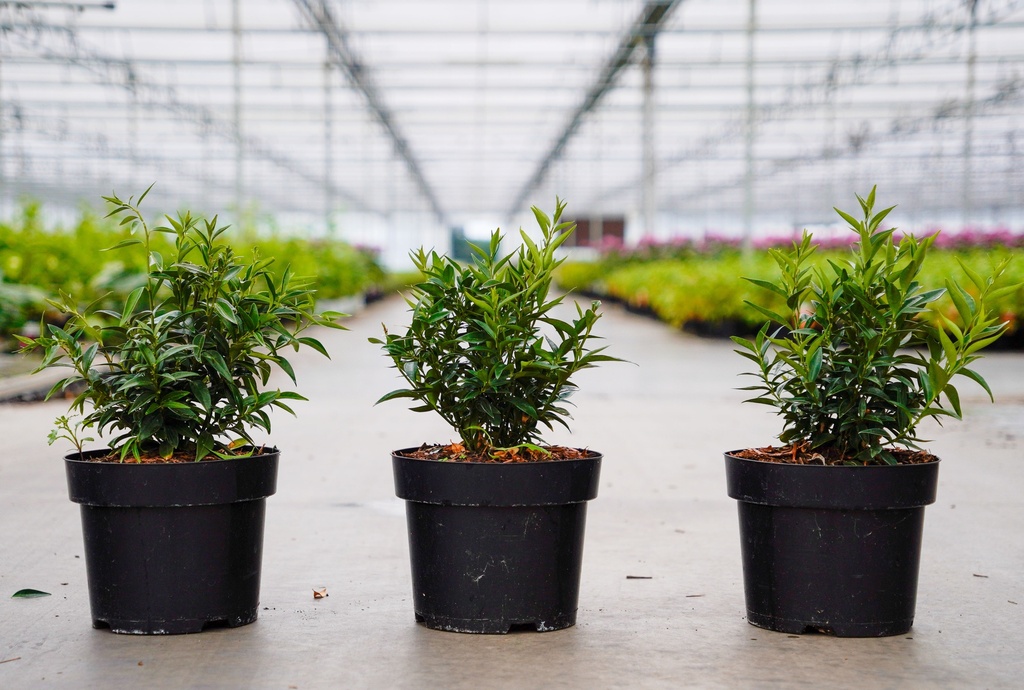 [P] Sarcococca ruscifolia 'Dragon Gate' Kont. 3L 25/+ cm