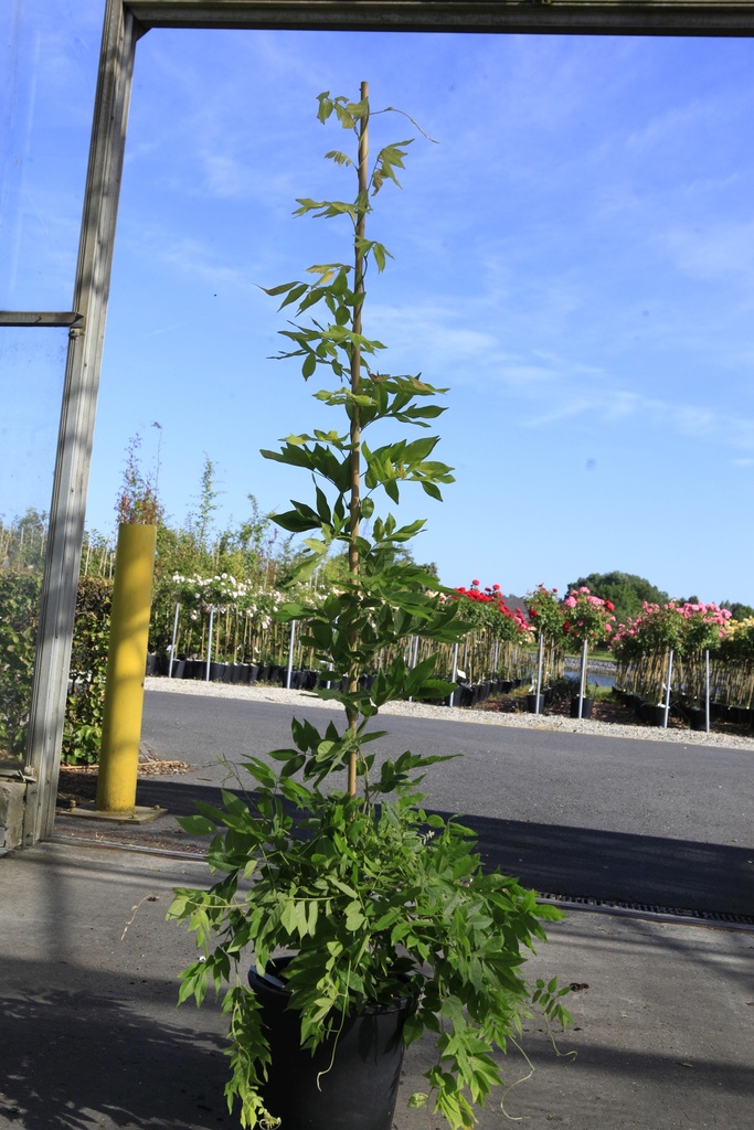 [P] Wisteria brachybotrys 'Kapiteyn Fuji' cont. 15L 150-175 cm +p