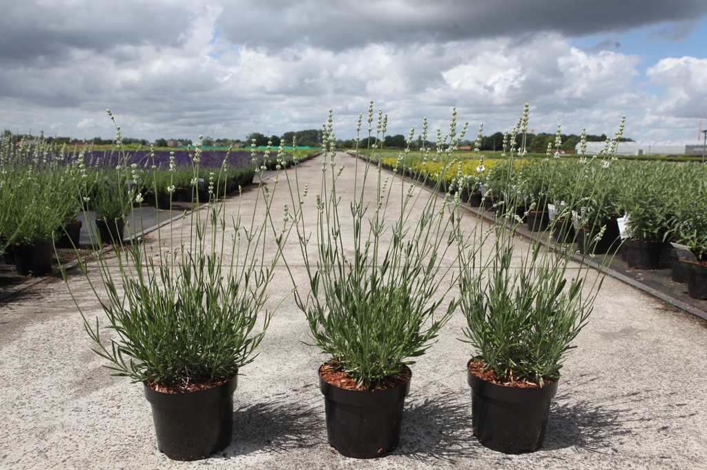 [P] Lavandula intermedia EXCEPTIONAL (PBR) cont. 3,6L (weiss)