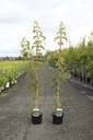 Acer davidii VIPER® cont. 5L 100-125 cm +p