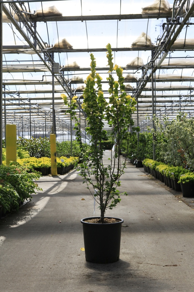 [P] Ulmus hollandica 'Wredei' cont. 18L 150/+ cm