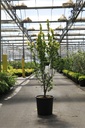 Ulmus hollandica 'Wredei' cont. 18L 150/+ cm