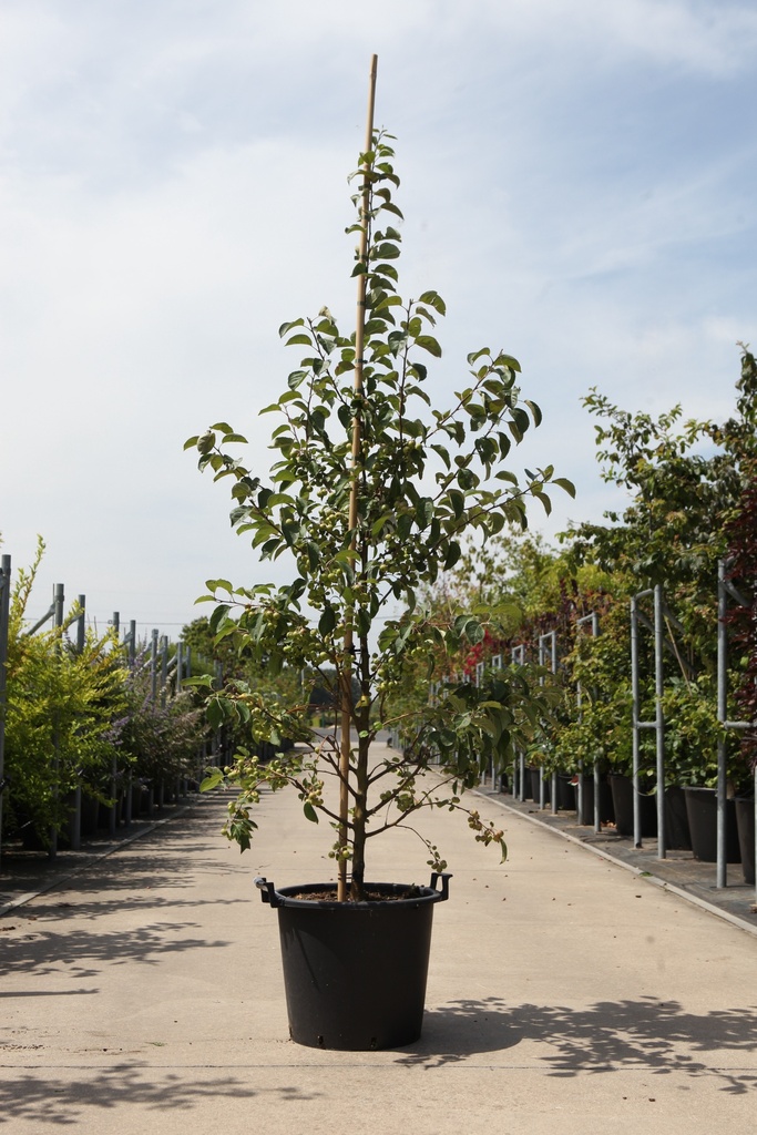 [P] Malus EVERESTE® cont. 30L 200-250 cm feathered +ф