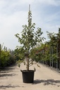 Malus EVERESTE® cont. 30L 200-250 cm feathered +p