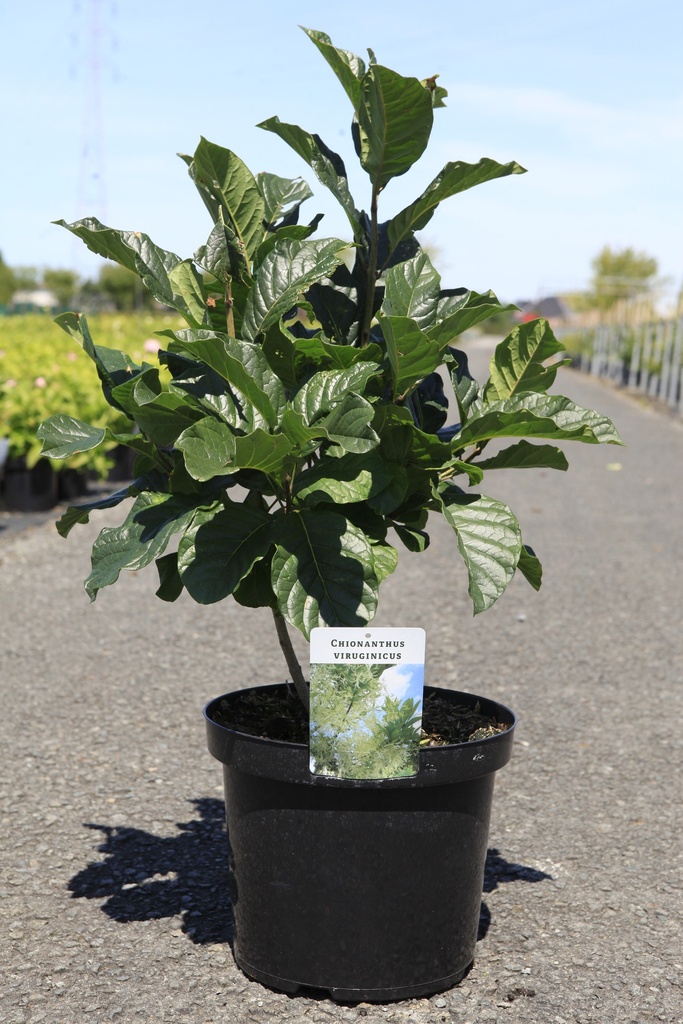 [P] Chionanthus virginicus cont. 10L 40-50 cm +f