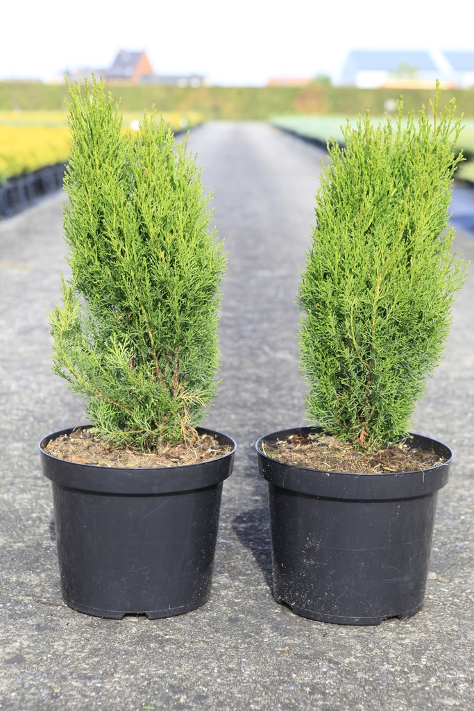 [P] Cupressus semp. 'Totem' cont. 7,5L 60-80 cm