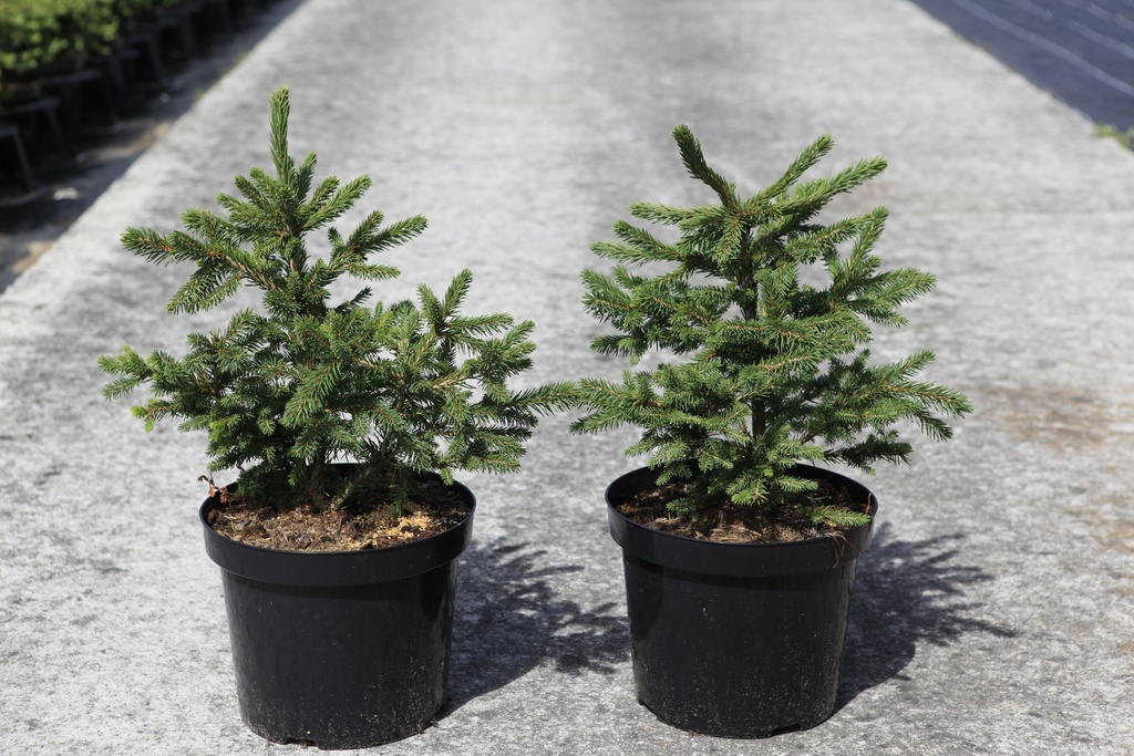 Picea abies 'Maxwellii' cont. 7,5L 30-40 cm