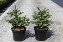 Picea abies 'Maxwellii' cont. 7,5L 30-40 cm
