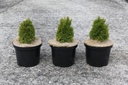 Thuja occidentalis 'Maks' Kont. 5L 25-30 cm