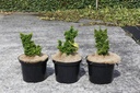 Thuja occidentalis PRIMO (PBR) Kont. 5L 25-30 cm
