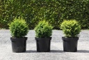 Chamaecyparis obtusa 'Melody' cont. 7,5L 30/+ cm