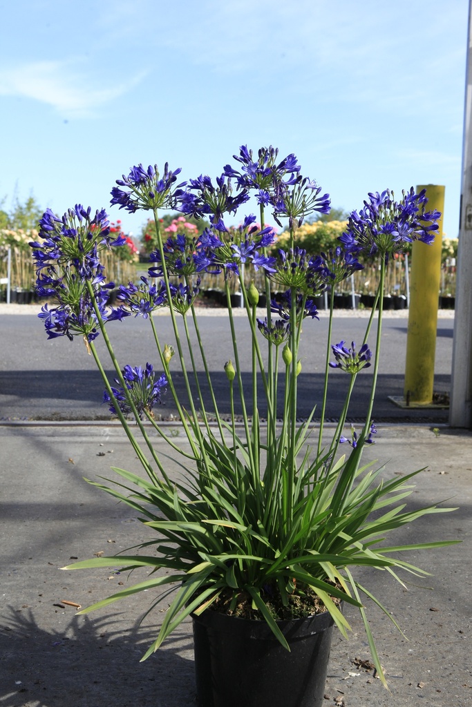 [P] Agapanthus 'Elegance Blue' cont. 10L +f