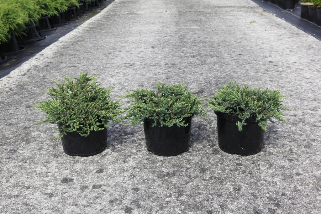Juniperus communis 'Ristol' cont. 5L 20-25 cm