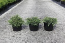 Juniperus communis 'Ristol' cont. 5L 20-25 cm