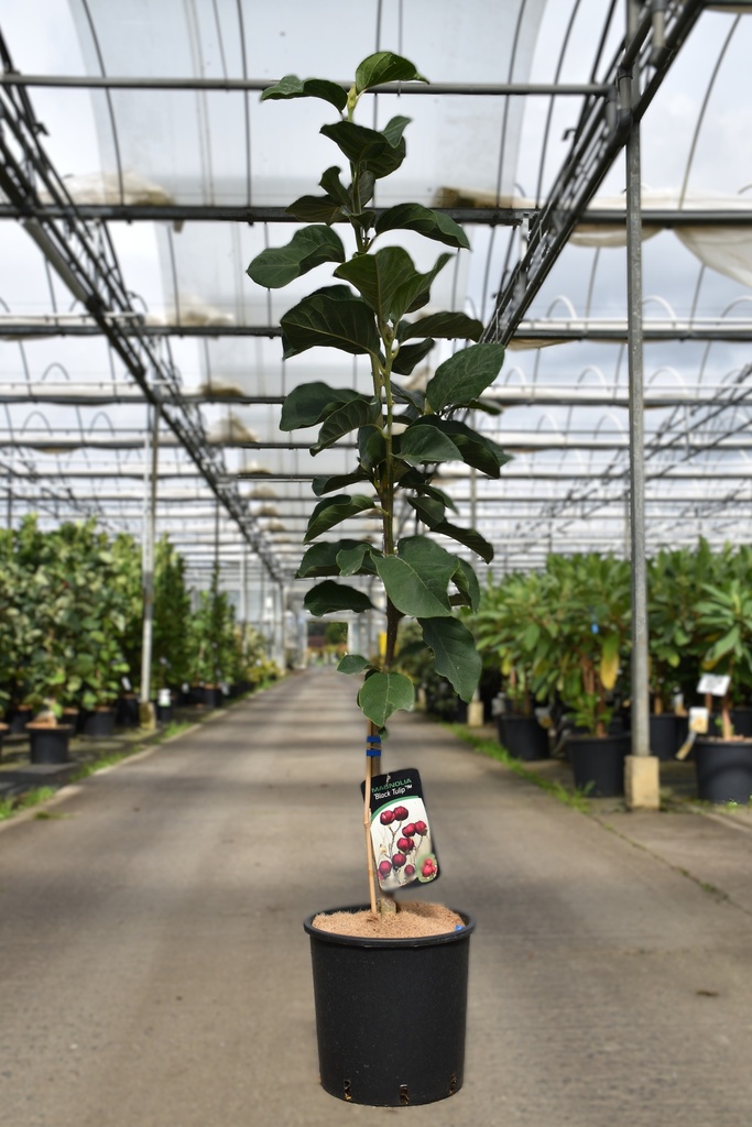 [P] Magnolia BLACK TULIP (PBR) cont. 12L 80-100 cm +p