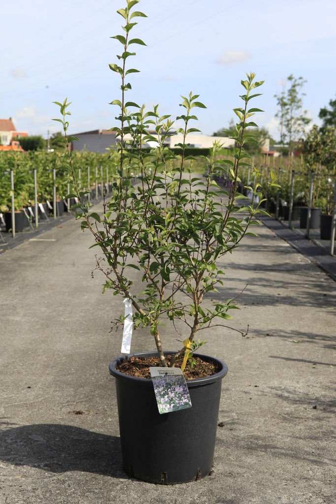 [P] Syringa chinensis 'Saugeana' cont. 25L 100-125 cm +f