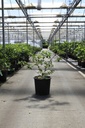 Viburnum macrocephalum HAPPY® 'Fortuna' cont. 25L 80-100 cm +f