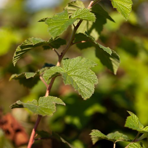 [P] Rubus 'Benenden' cont. 25L 100/+ cm +B