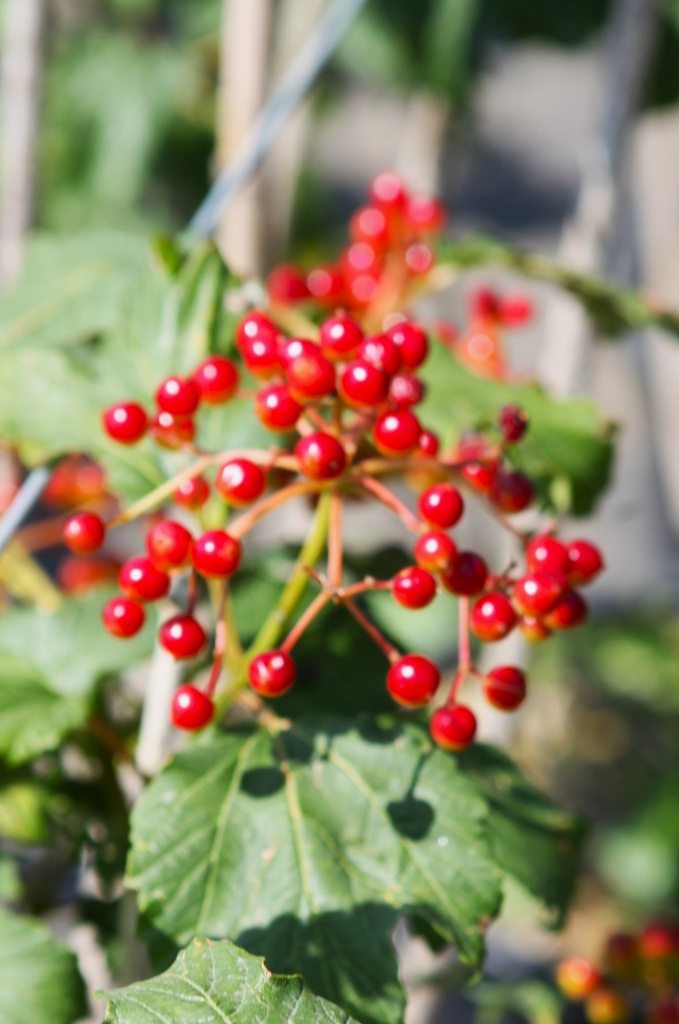 Viburnum opulus 'Compactum' Kont. 3,6L 30-40 cm +B