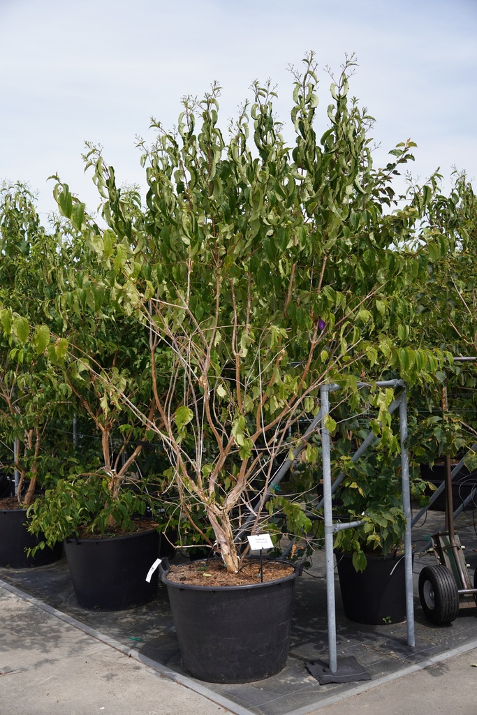 Heptacodium miconioides cont. 155L 300-350 cm multi-stem