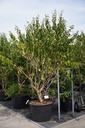Heptacodium miconioides cont. 155L 300-350 cm multi-stem