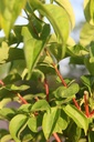 Heptacodium miconioides Kont. 180L 250-300 cm Multistamm