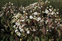 Heptacodium miconioides cont. 180L 250-300 cm multi-stem