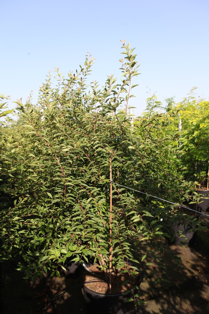 Parrotia persica cont. 70L 250-300 cm