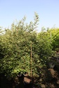 Parrotia persica cont. 70L 250-300 cm