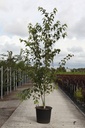 Acer davidii VIPER® cont. 90L 175-200 cm +p