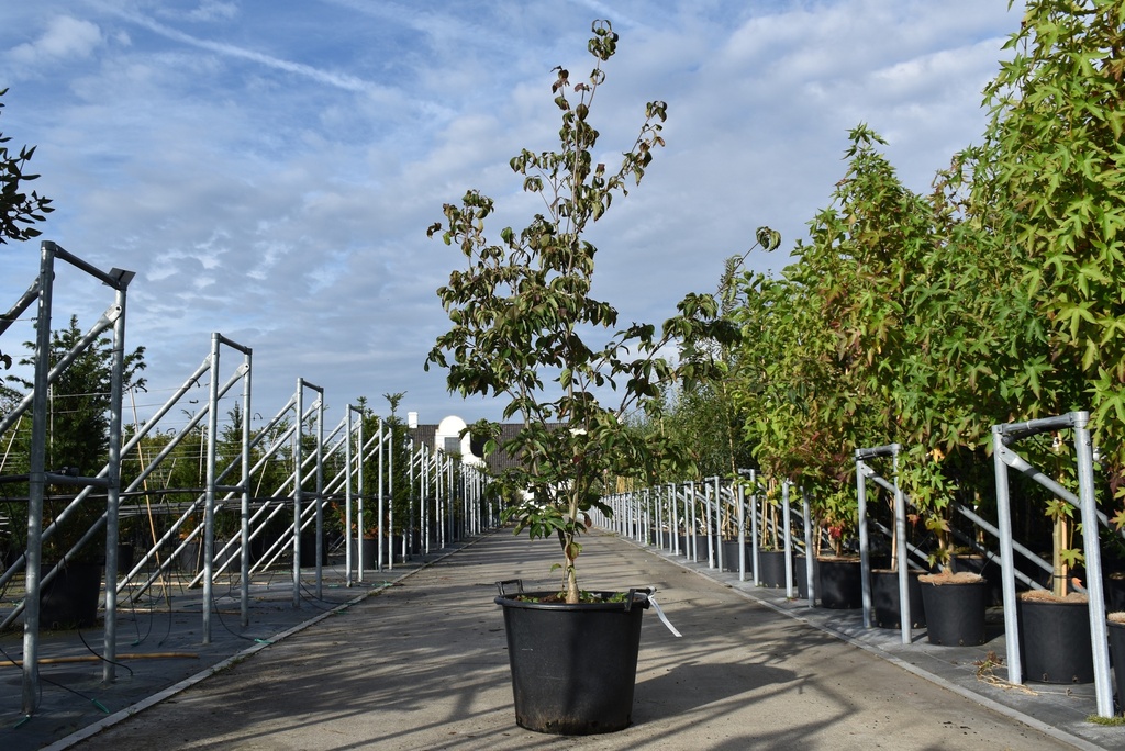 [P] Cornus kousa 'Wieting's Select' cont. 50L 175/+ cm +ф