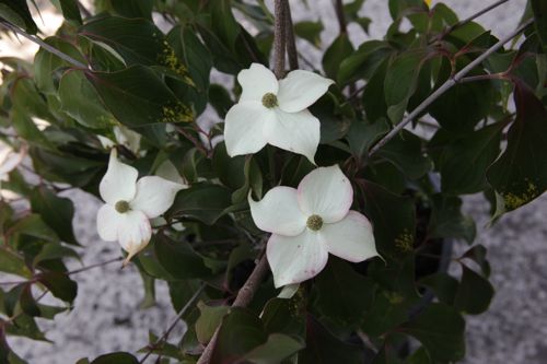 [P] Cornus kousa 'Wieting's Select' cont. 50L 175/+ cm +p