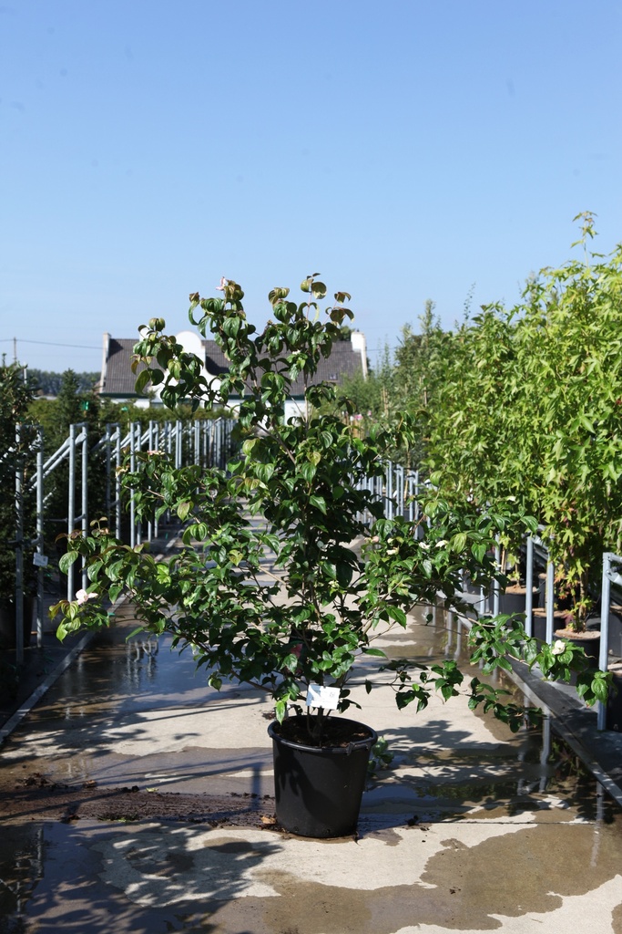 [P] Cornus kousa 'Heart Throb' cont. 35L 150-175 cm +ф