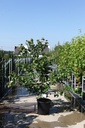 Cornus kousa 'Heart Throb' cont. 35L 150-175 cm +p