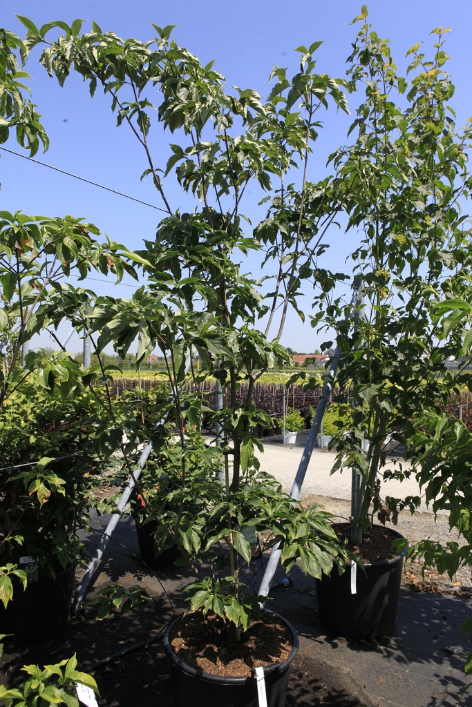 Cornus (x) STARLIGHT cont. 70L 200-250 cm +p