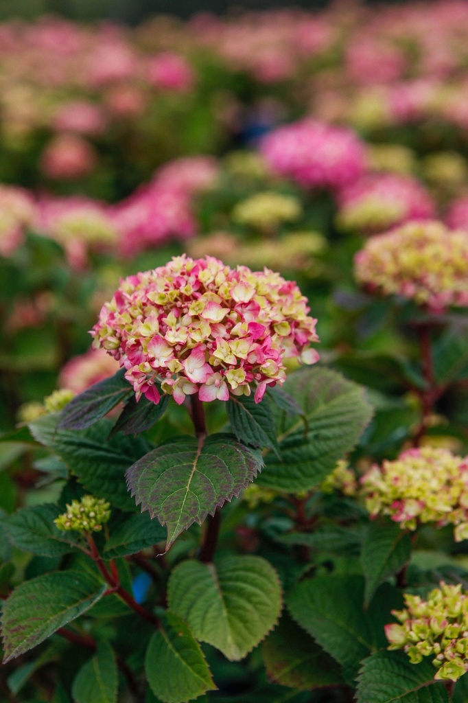 [P] Hydrangea macrophylla Endless Summer® DREAMCLOUD® (PBR) cont. 15L deco (weiss) +B