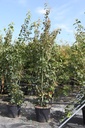 Acer davidii cont. 70L 175-200 cm +ф