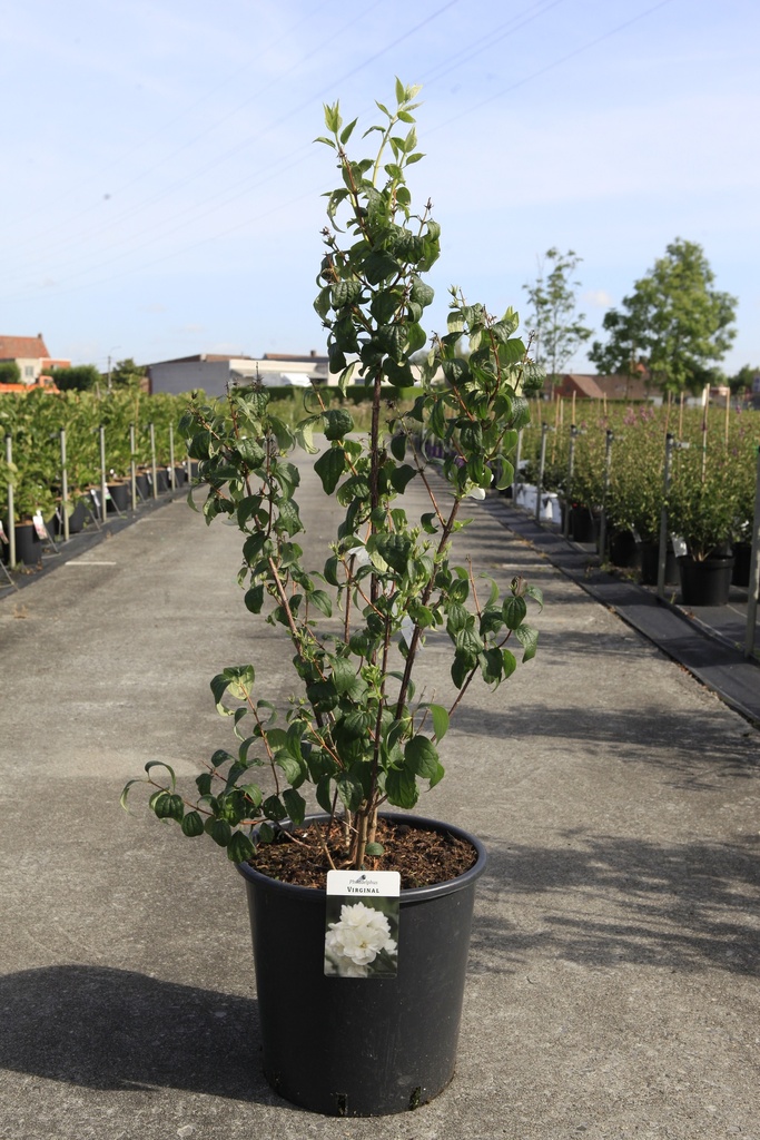 [P] Philadelphus 'Virginal' Kont. 25L 100/+ cm +B